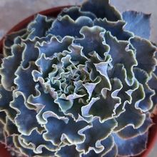 Una foto de Echeveria cv. Truffles