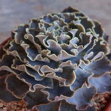 Una foto de Echeveria cv. Truffles