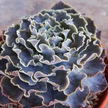 Una foto de Echeveria cv. Truffles