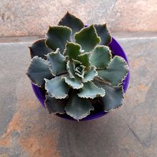 Una foto de Echeveria shaviana