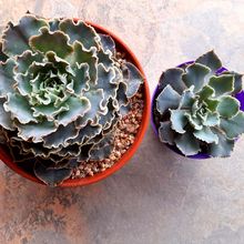 Una foto de Echeveria shaviana