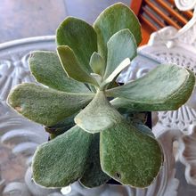 A photo of Senecio medley-woodii  