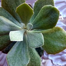 A photo of Senecio medley-woodii  