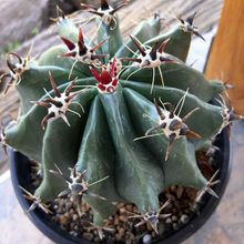 Una foto de Ferocactus peninsulae fma. brevispina
