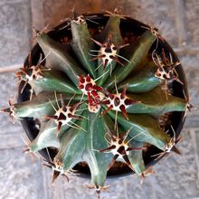 Una foto de Ferocactus peninsulae fma. brevispina