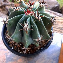Una foto de Ferocactus peninsulae fma. brevispina
