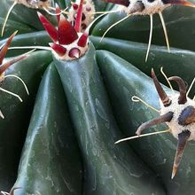 Una foto de Ferocactus peninsulae fma. brevispina