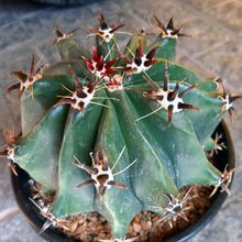 Una foto de Ferocactus peninsulae fma. brevispina