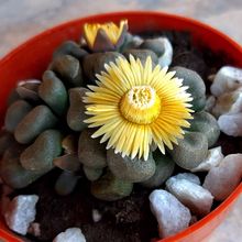 A photo of Aloinopsis schooneesii