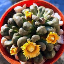 A photo of Aloinopsis schooneesii