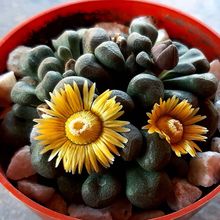 A photo of Aloinopsis schooneesii