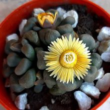A photo of Aloinopsis schooneesii