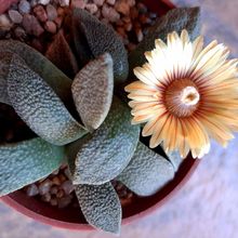 A photo of Aloinopsis rubrolineata
