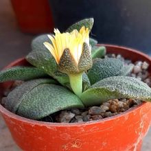A photo of Aloinopsis rubrolineata