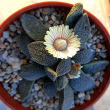 A photo of Aloinopsis rubrolineata