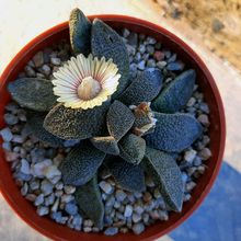 A photo of Aloinopsis rubrolineata