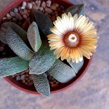 A photo of Aloinopsis rubrolineata