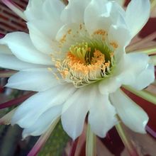 Una foto de Echinopsis thelegona