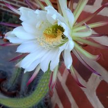 Una foto de Echinopsis thelegona