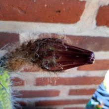 Una foto de Echinopsis thelegona