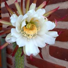 Una foto de Echinopsis thelegona