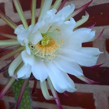 Una foto de Echinopsis thelegona