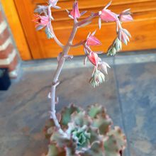 Una foto de Echeveria cv. red ruffles