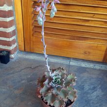 Una foto de Echeveria cv. red ruffles