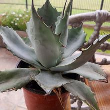 A photo of Agave colorata