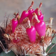A photo of Melocactus curvispinus
