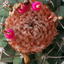A photo of Melocactus curvispinus