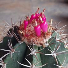 A photo of Melocactus curvispinus