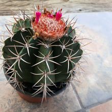 A photo of Melocactus curvispinus