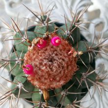 A photo of Melocactus curvispinus
