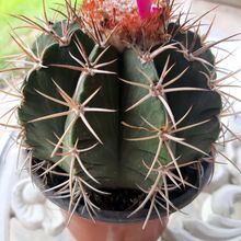 A photo of Melocactus curvispinus