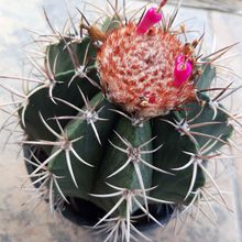 A photo of Melocactus curvispinus