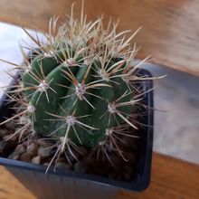 Una foto de Coleocephalocereus goebelianus
