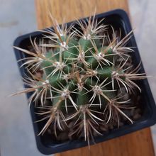 Una foto de Coleocephalocereus goebelianus