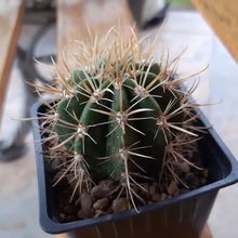 Una foto de Coleocephalocereus goebelianus
