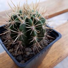 Una foto de Coleocephalocereus goebelianus