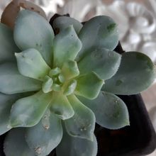 A photo of Echeveria Humberto Villa  (HIBRIDO)