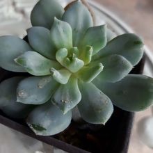A photo of Echeveria Humberto Villa  (HIBRIDO)