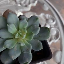 A photo of Echeveria Humberto Villa  (HIBRIDO)