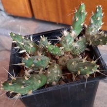 A photo of Maihueniopsis ovata