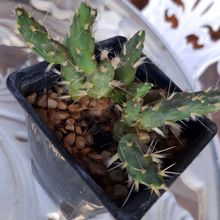 A photo of Maihueniopsis ovata