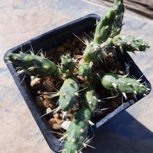 A photo of Maihueniopsis ovata