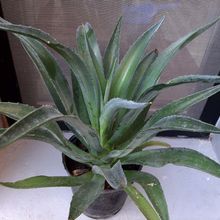 A photo of Agave desmettiana