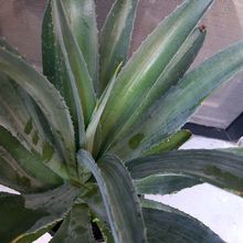 A photo of Agave desmettiana