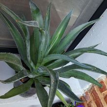 A photo of Agave desmettiana