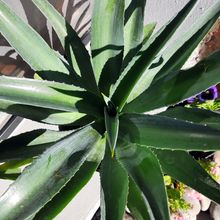 A photo of Agave desmettiana